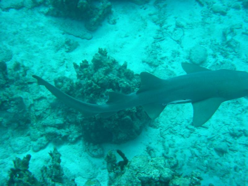 Grand Cayman 7
