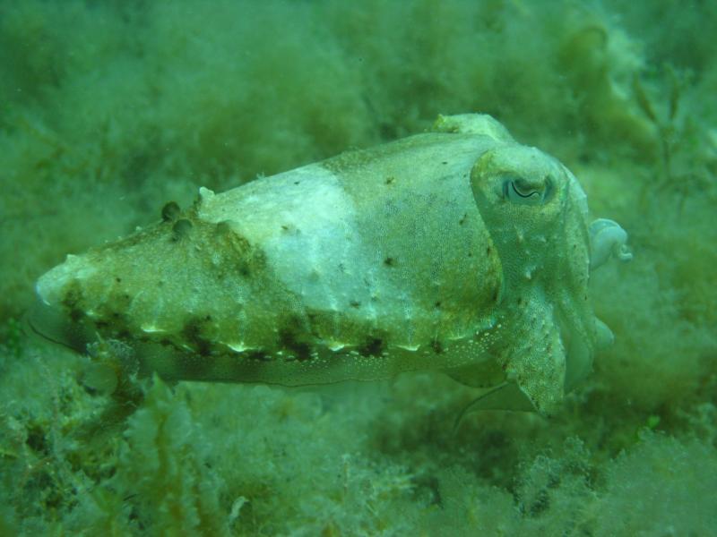 Cuttlefish, Gozo