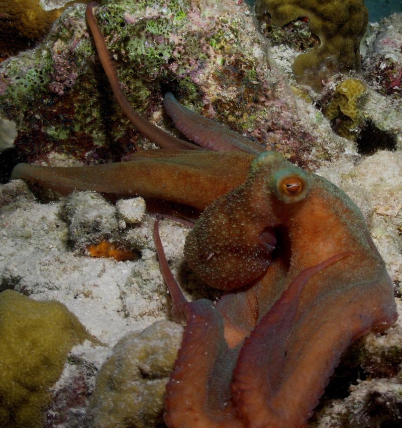 octopus in bonaire