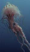 jellyfish in destin