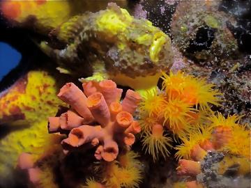 bonaire frogfish