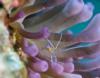 spotted cleaner shrimp