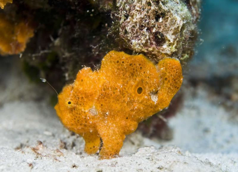 red frogfish