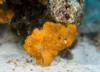 red frogfish