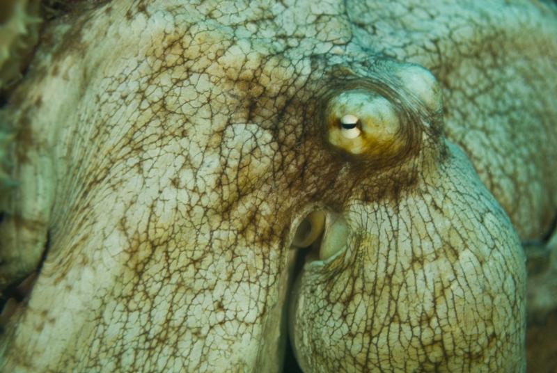 octopus in bonaire