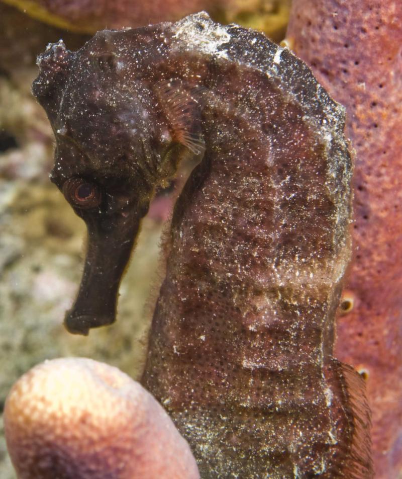 closeup seahorse