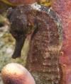 closeup seahorse