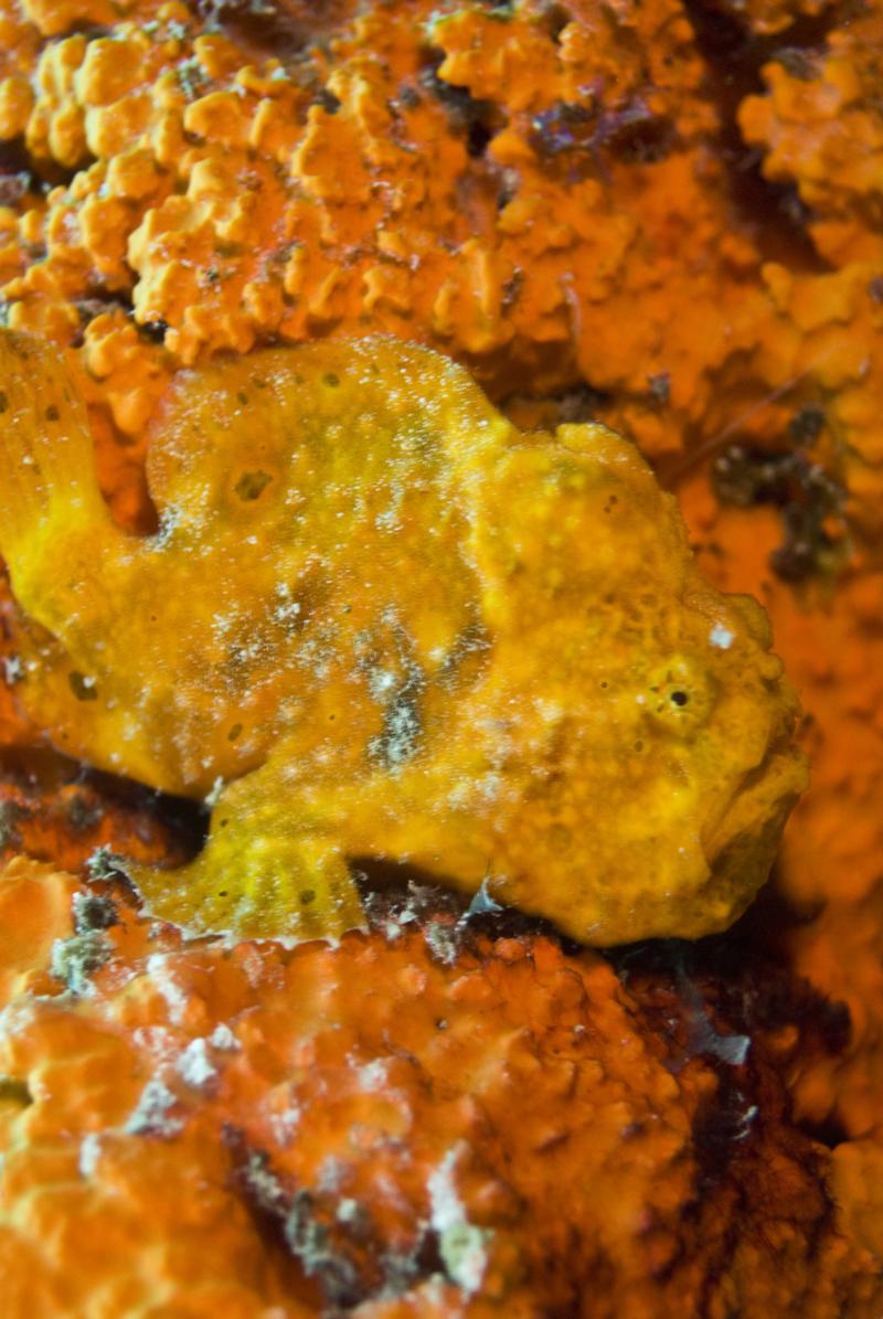 frogfish