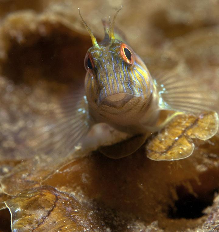 blenny on whitehill