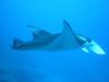 Kona Manta Ray