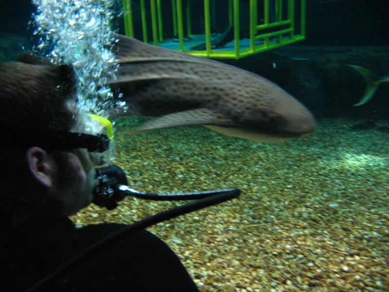shark tank fl Aquarium 
