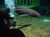 shark tank fl Aquarium 