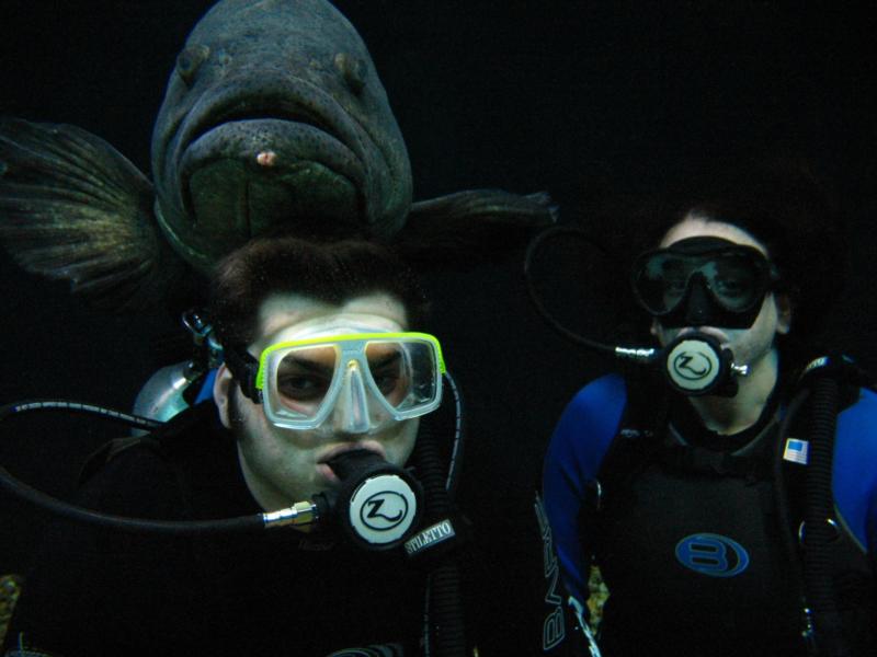 shark tank fl Aquarium grouper on head