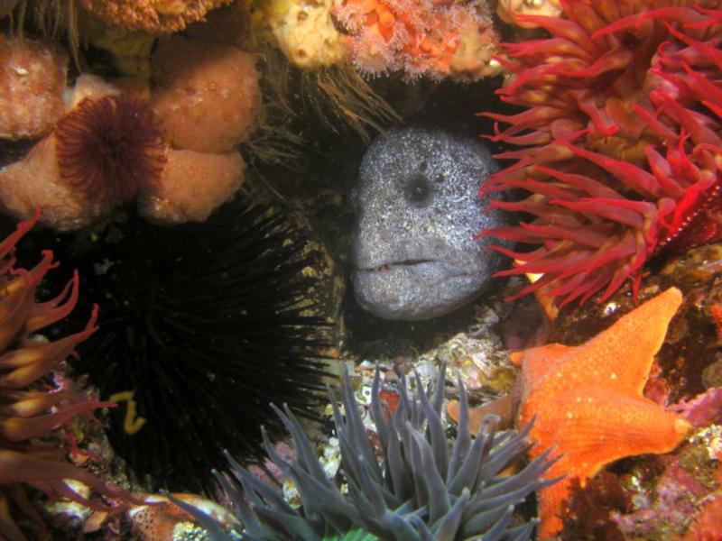 Wolf Eel 