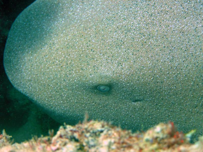 Nurse Shark named Charlie, Ft Lauderdale Fl