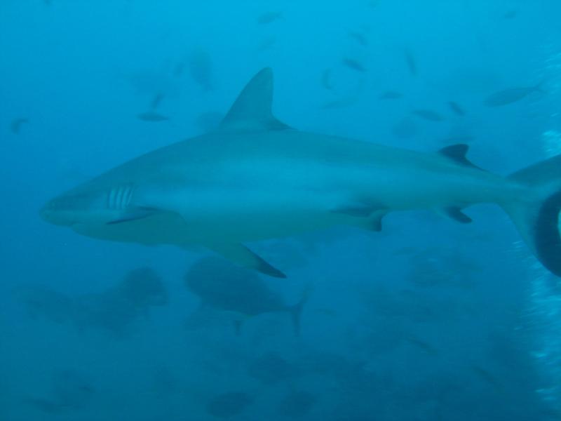 Shark dive - Fiji