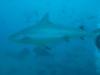 Shark dive - Fiji