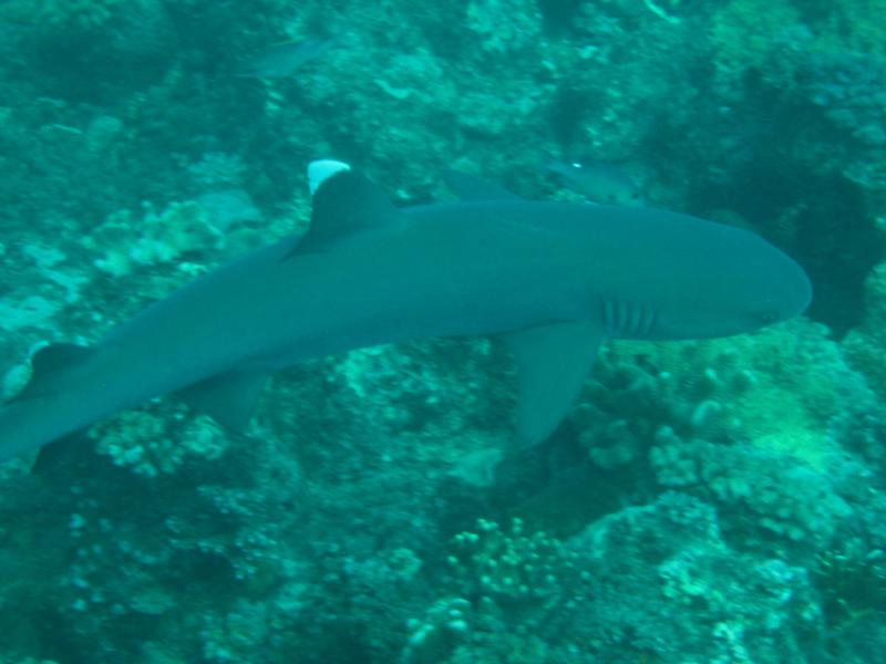 baby white tip - fiji