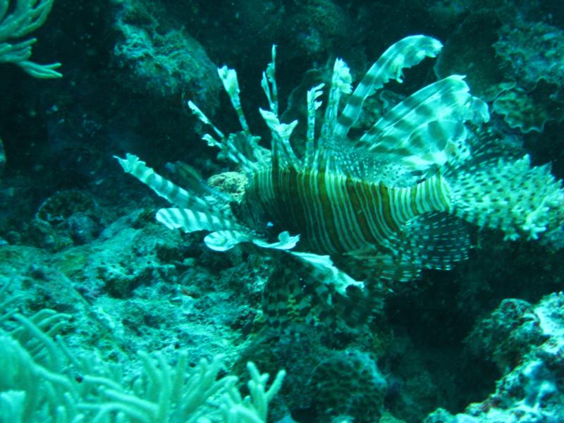 Lion fish