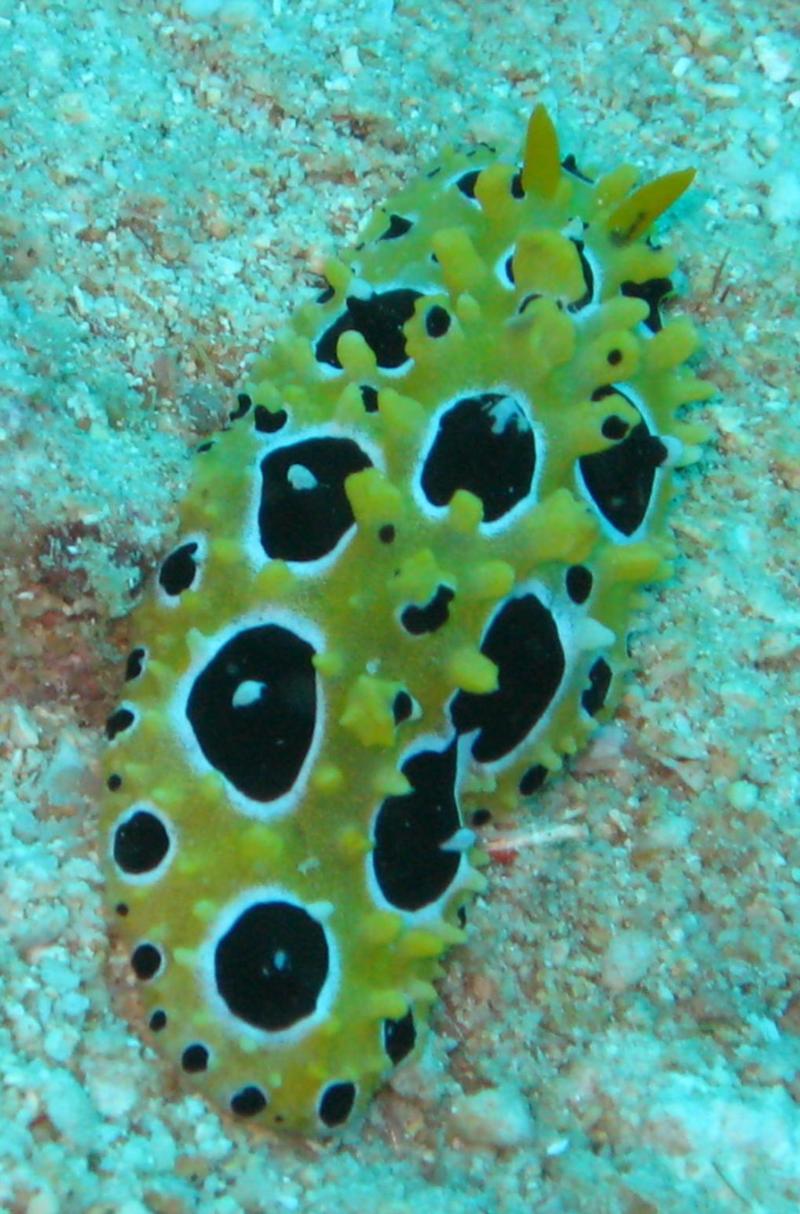 Nudibranch