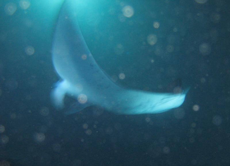 Manta Ray night dive-Kona