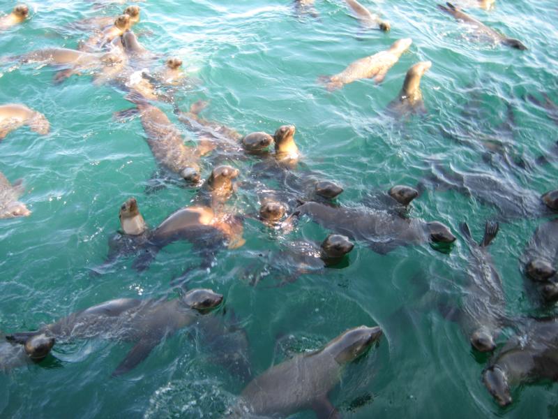 Sea Lions - San Clemente 