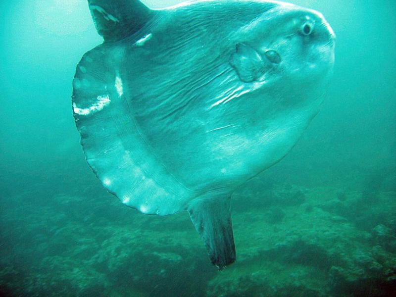 Mola Mola (AKA: Sun Fish) at Anacapa Island