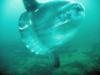 Mola Mola (AKA: Sun Fish) at Anacapa Island