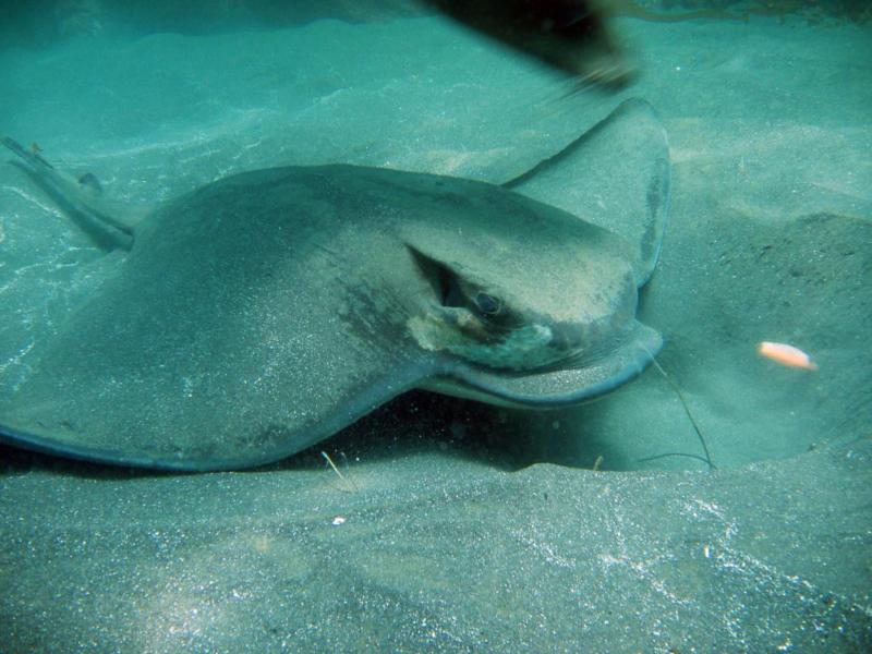 Bat Ray....just after getting bumped on the head by a sea lion.... at Anacapa Island