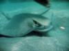 Bat Ray....just after getting bumped on the head by a sea lion.... at Anacapa Island