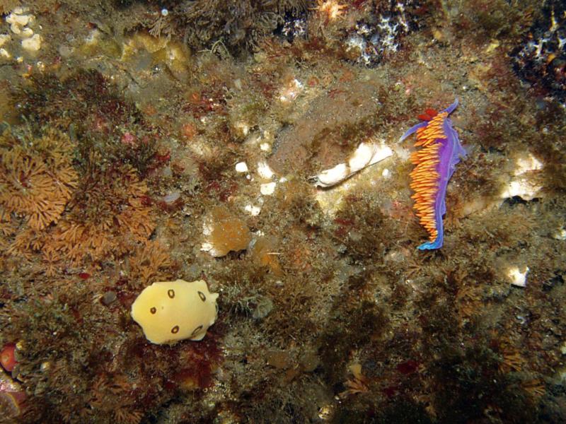 San Diego Droid and Spanish Shawl Nudibranchs at Anacapa Island