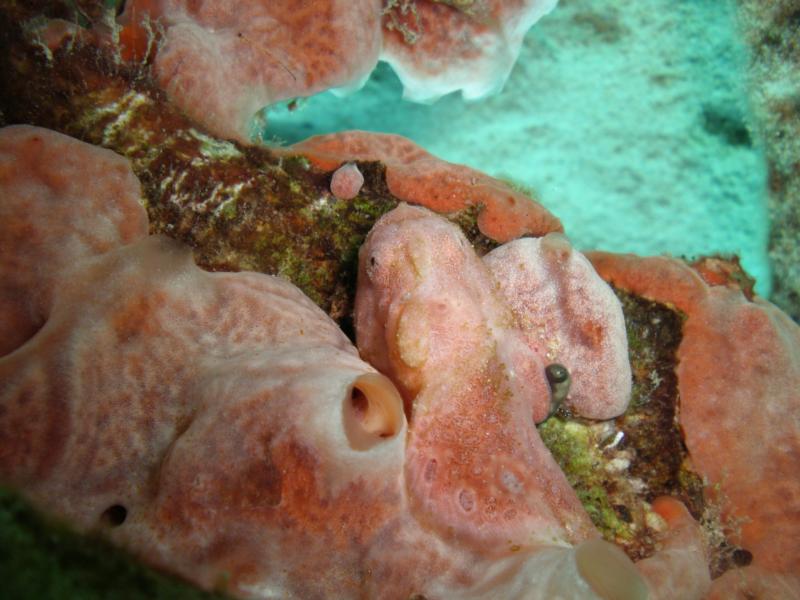 Longlure Pink Frogfish in Bonaire and Bari Reef......can you see it :)