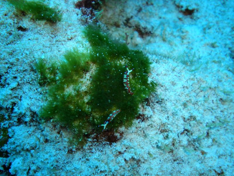 Painted Elysia Nudibranchs in Cozumel