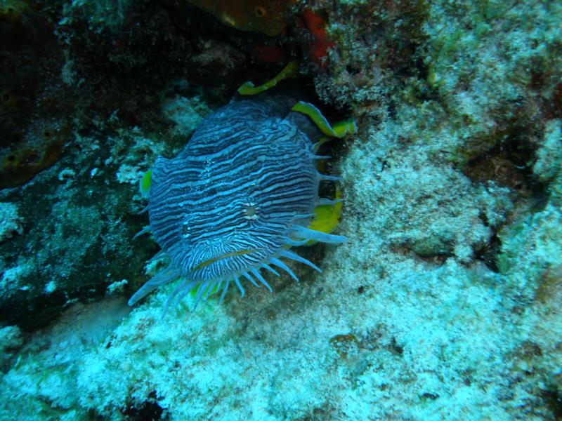 Splendid Toadfish in Cozumel.....of course!