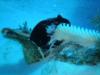 Queen Conch laying eggs in Cozumel