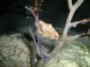 Flamingo Tongue in Cozumel