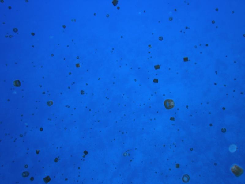 Caught in a swarm of Sea Thimble Jellies while waiting to be picked up in Cozumel