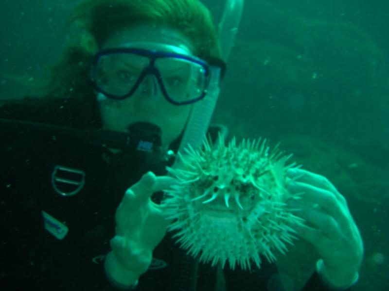 Balloonfish in Loreto, Mexico