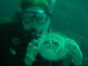 Balloonfish in Loreto, Mexico