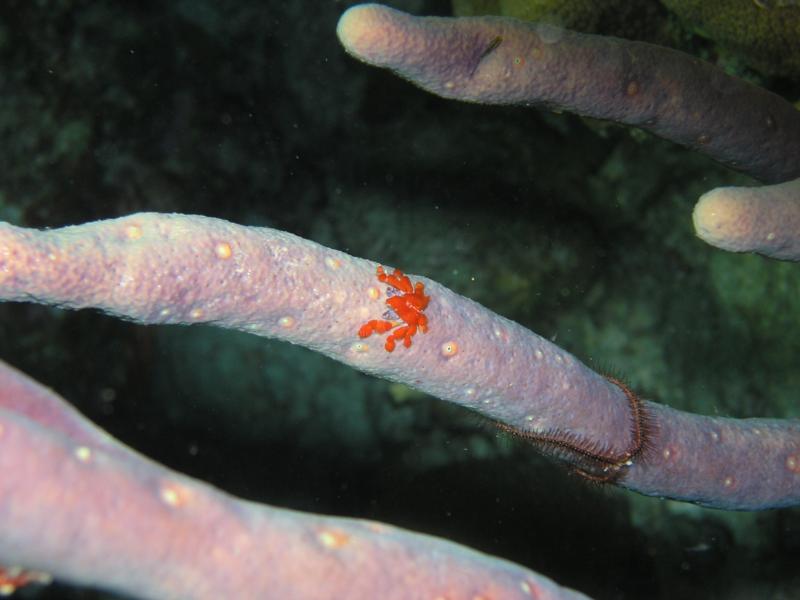 Southern Teardrop Crab at Bachelor’s Beach in Bonaire