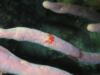 Southern Teardrop Crab at Bachelor’s Beach in Bonaire