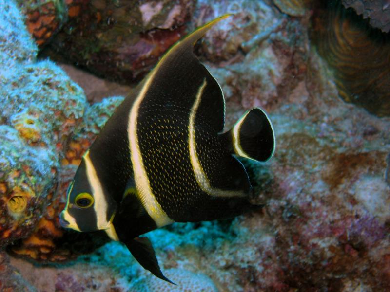 Juvenile French Angel Fish at Bari Reef in Bonaire
