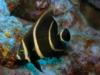 Juvenile French Angel Fish at Bari Reef in Bonaire