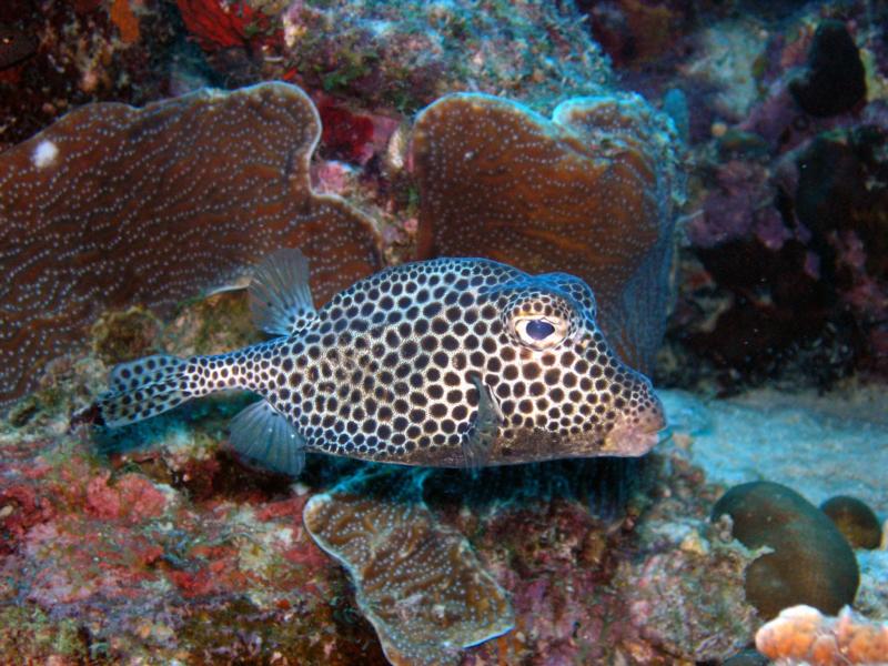 Spotted Trunkfish at Bari Reef in Bonaire