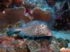 Spotted Trunkfish at Bari Reef in Bonaire