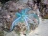 Caribbean Reef Octopus hunting at night at Bari Reef in Bonaire