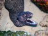 Spotted Moray Eel at Bari Reef in Bonaire