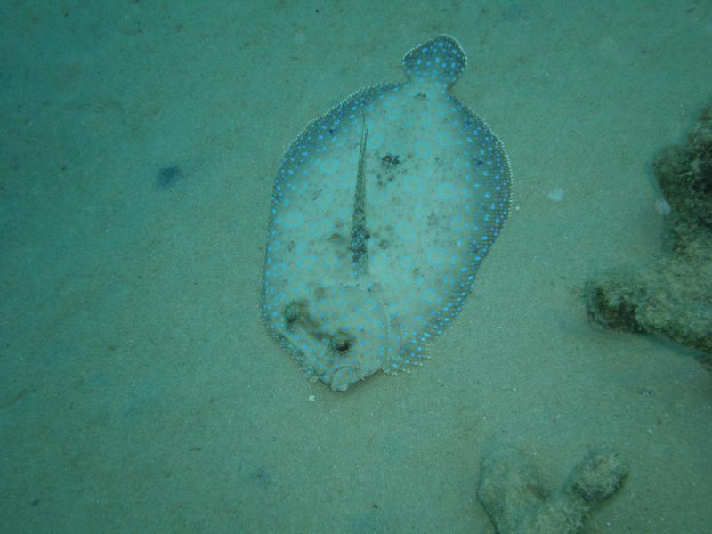 Peacock Flounder at Bari Reef in Bonaire