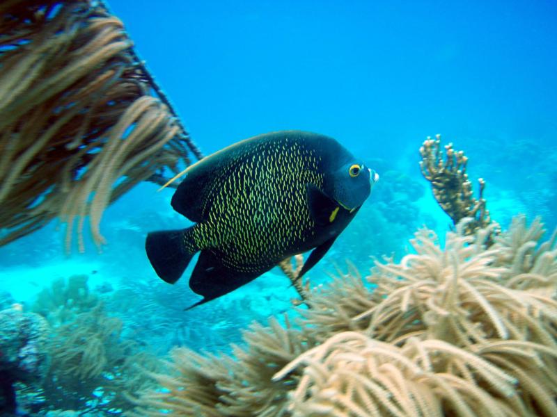 French Angelfish at Southwest Corner of Klein Bonaire in Bonaire