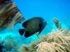 French Angelfish at Southwest Corner of Klein Bonaire in Bonaire